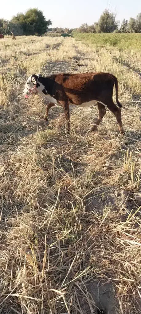 گوساله ماده دورگ|حیوانات مزرعه|جیرفت, |دیوار