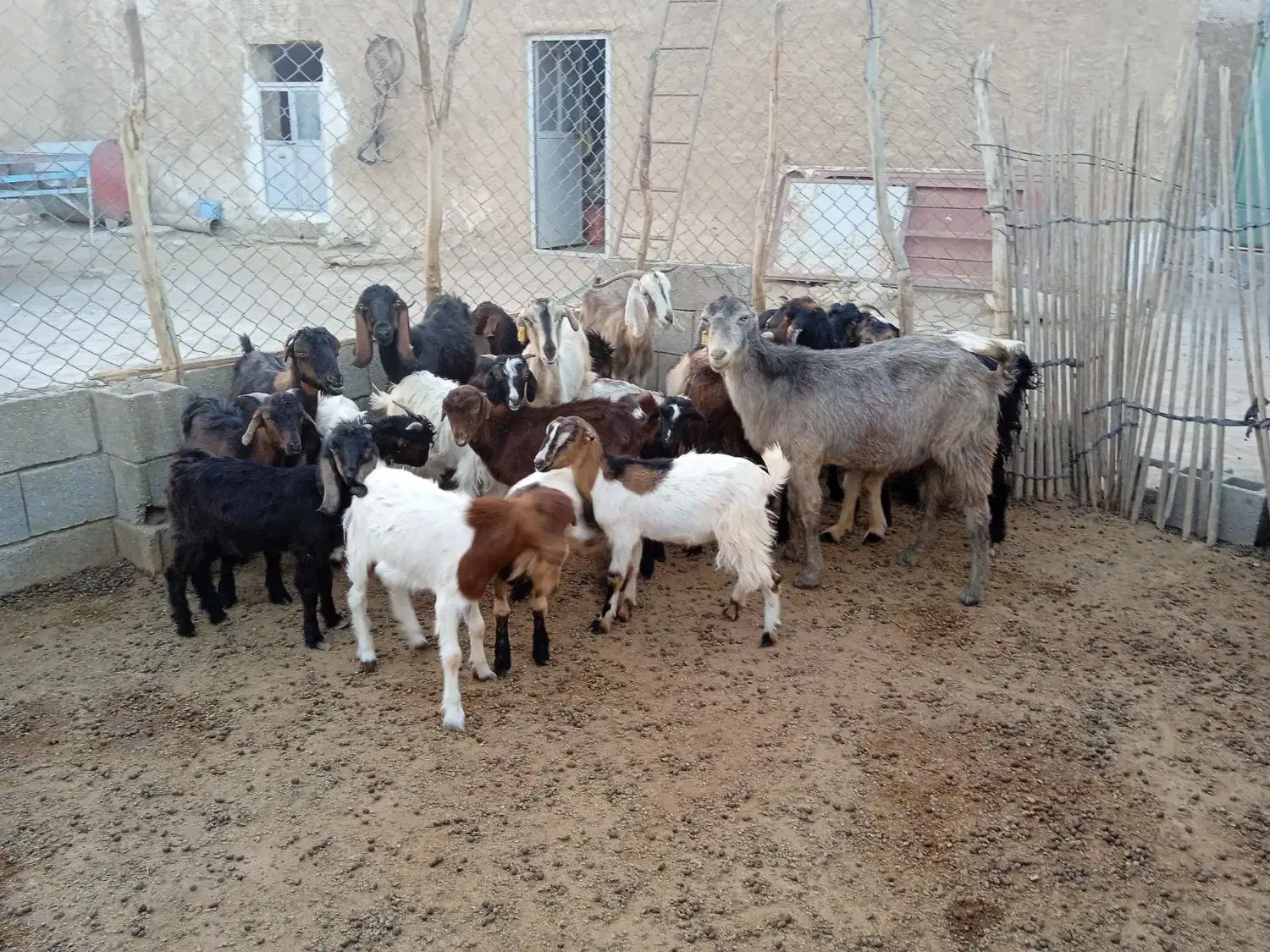 فروش میش و کره|حیوانات مزرعه|خورموج, |دیوار