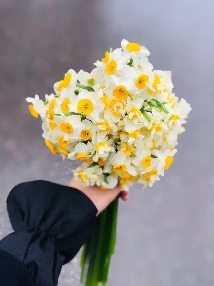 کل نرگس بومی سمنان|گل و گیاه طبیعی|امامزاده عبدالله, |دیوار