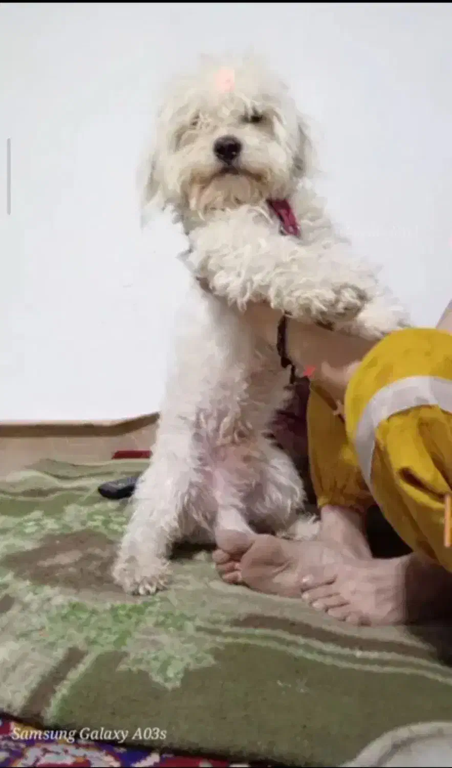 سگ پشمالو سفید خانگی|سگ|زاوه, |دیوار