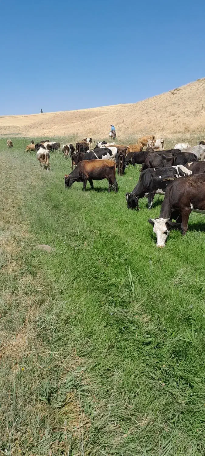 علوفه(گزره)|لوازم جانبی حیوانات|سارال, |دیوار