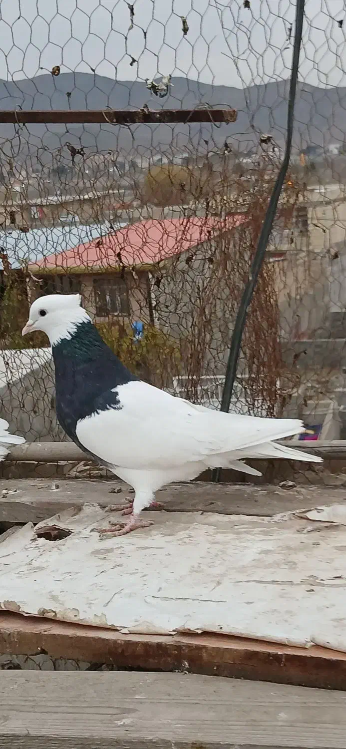 کبوترطوقی|پرنده|صفادشت, |دیوار