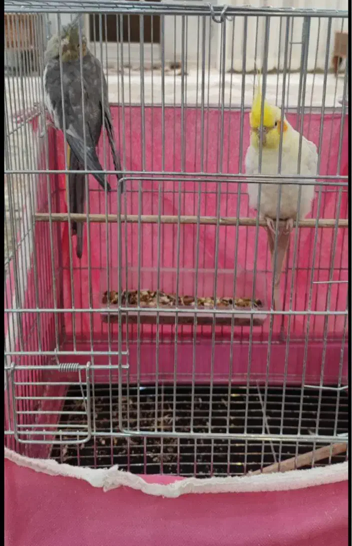 عروس هلندی|پرنده|مبارکه, |دیوار