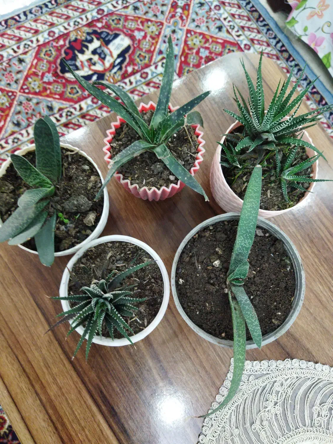 گلهای کاکتوس|گل و گیاه طبیعی|رشت, حافظ آباد|دیوار