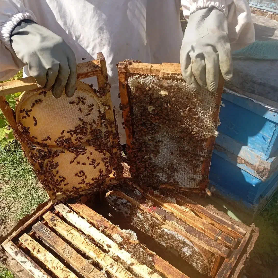 فروش عسل کوهستان سهند|خوردنی و آشامیدنی|امامزاده عبدالله, |دیوار