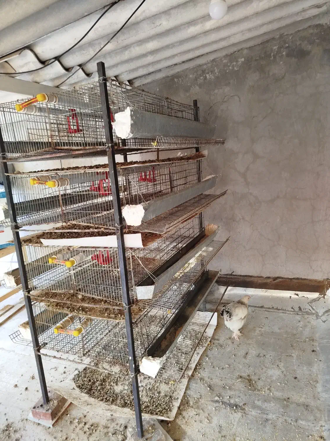 تعدادی قفس بلدرچین.مرغ.قناری.کفتر با ابخوری|لوازم جانبی حیوانات|قم, باجک سه|دیوار