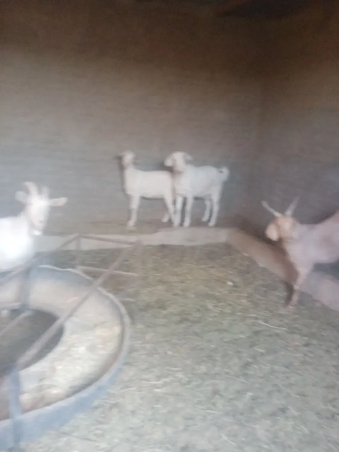 گوسفند|حیوانات مزرعه|بیرجند, |دیوار