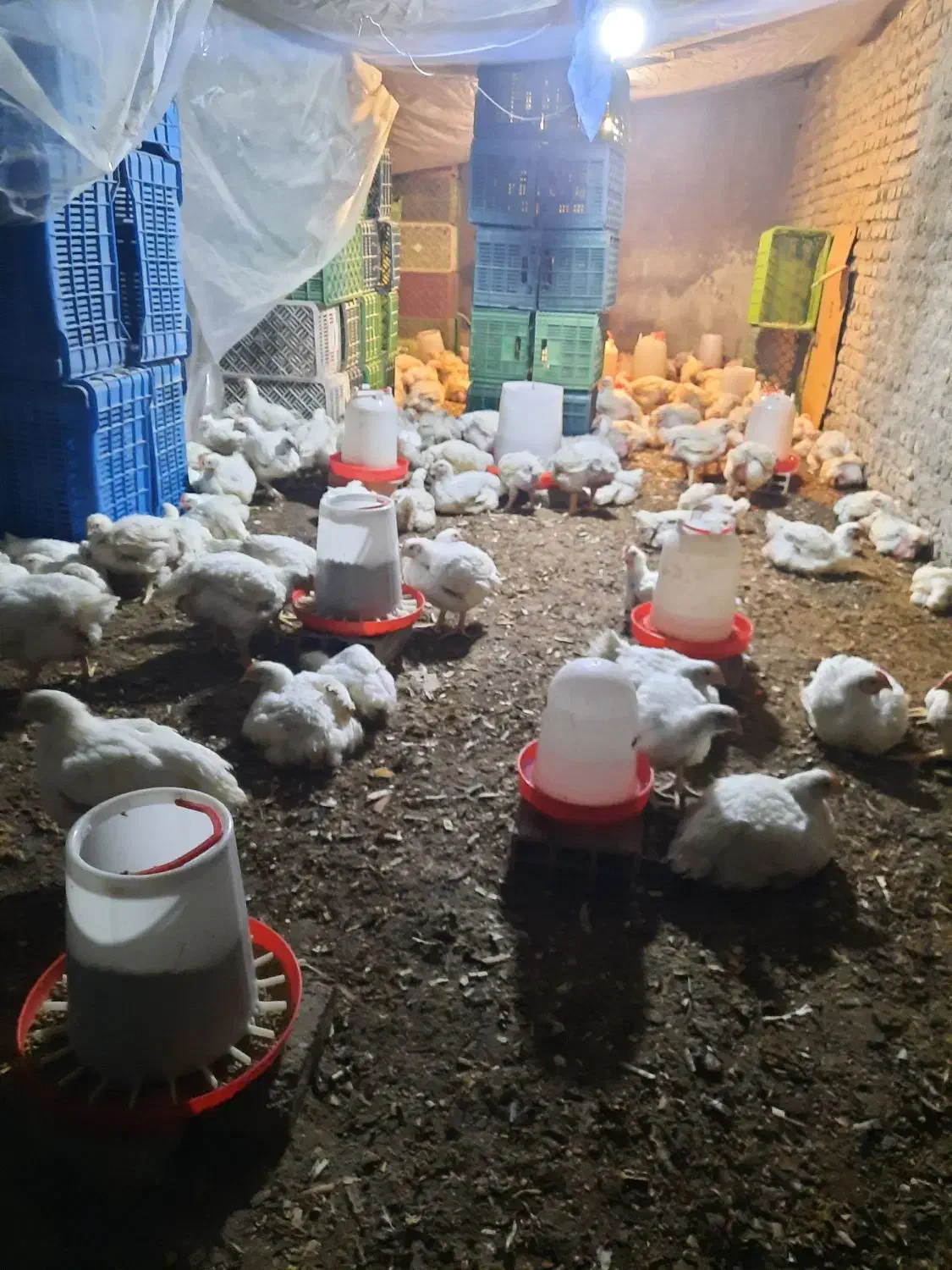 مرغ ارگانیک بدون دارو و واکسن|حیوانات مزرعه|سورک, |دیوار