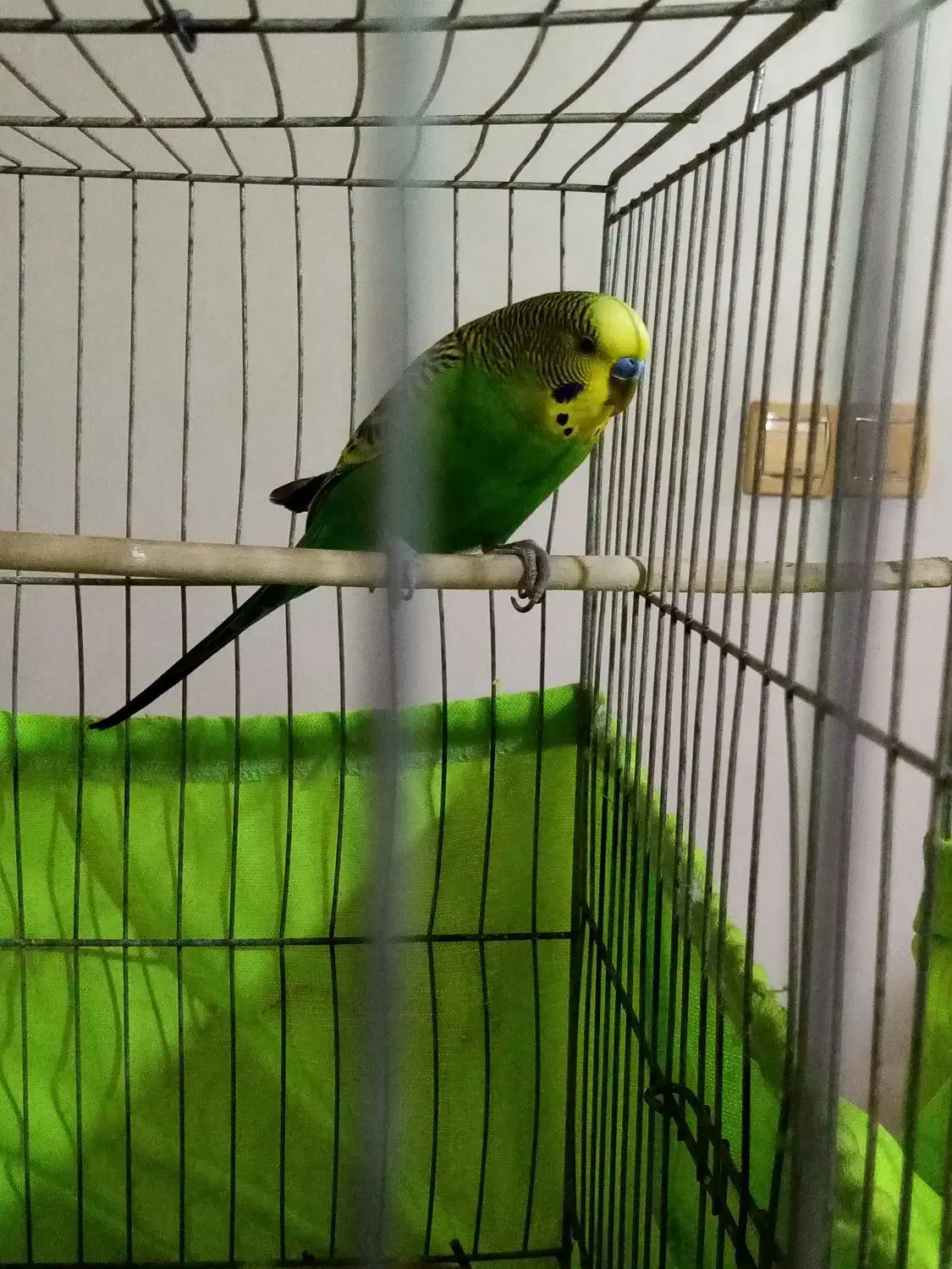 مرغ عشق|پرنده|تهران, شهرک فردوس (حسینی)|دیوار