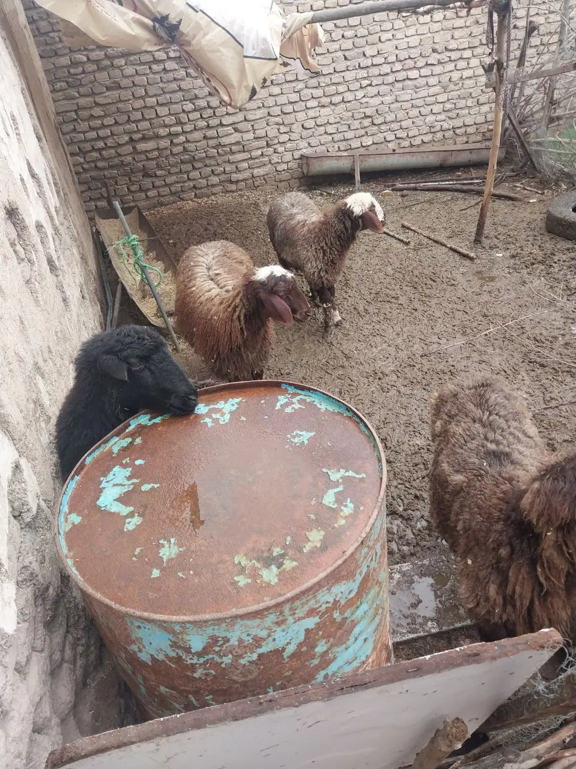 بره|حیوانات مزرعه|مزرعه کتول, |دیوار