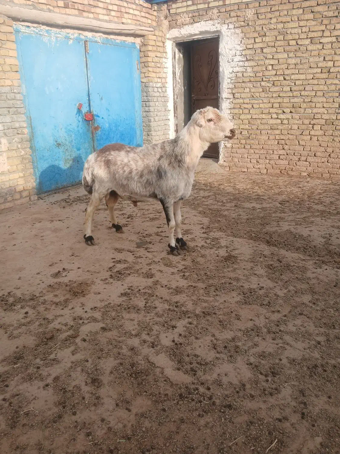 شیشک چهار دندون خال|حیوانات مزرعه|زاوه, |دیوار