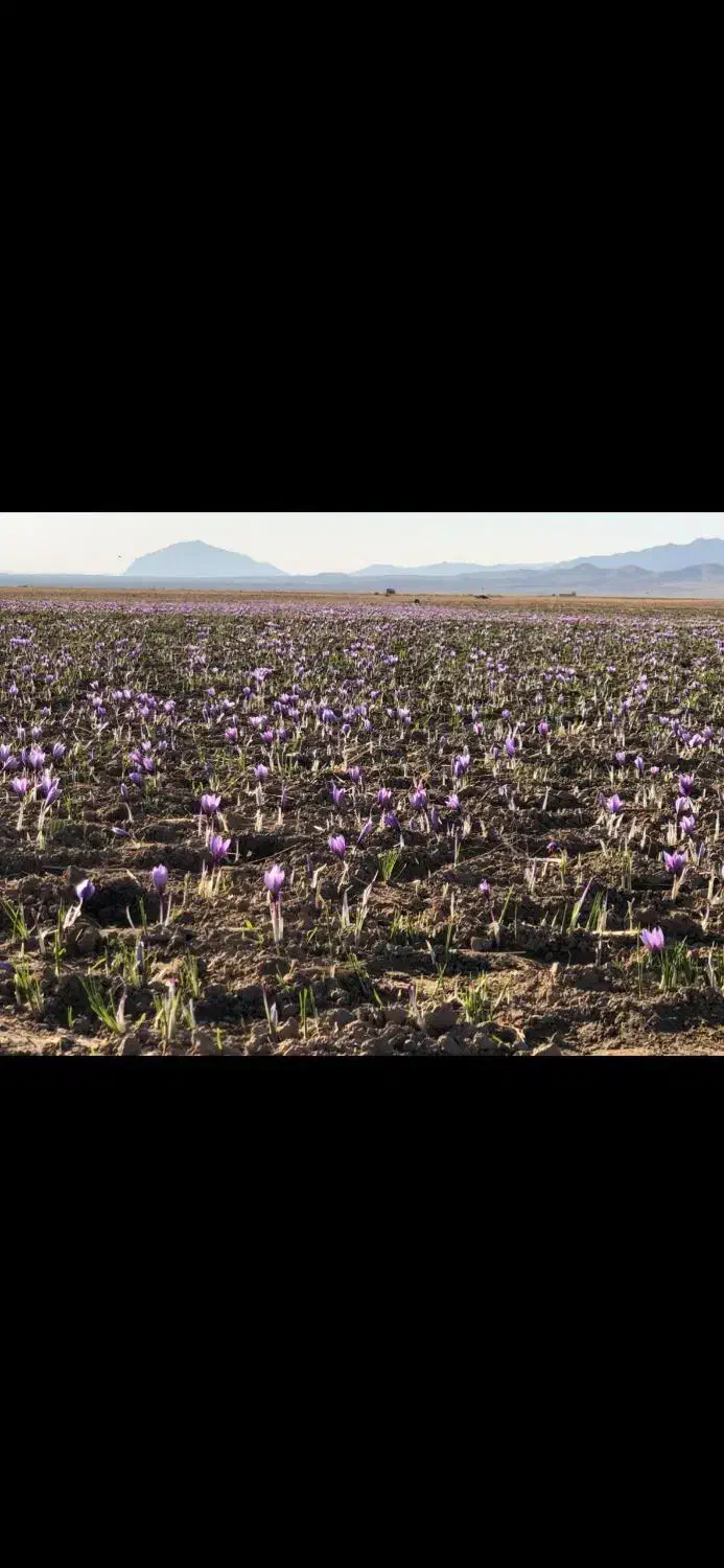 گل زعفران|حراج|تربت جام, مولانا|دیوار