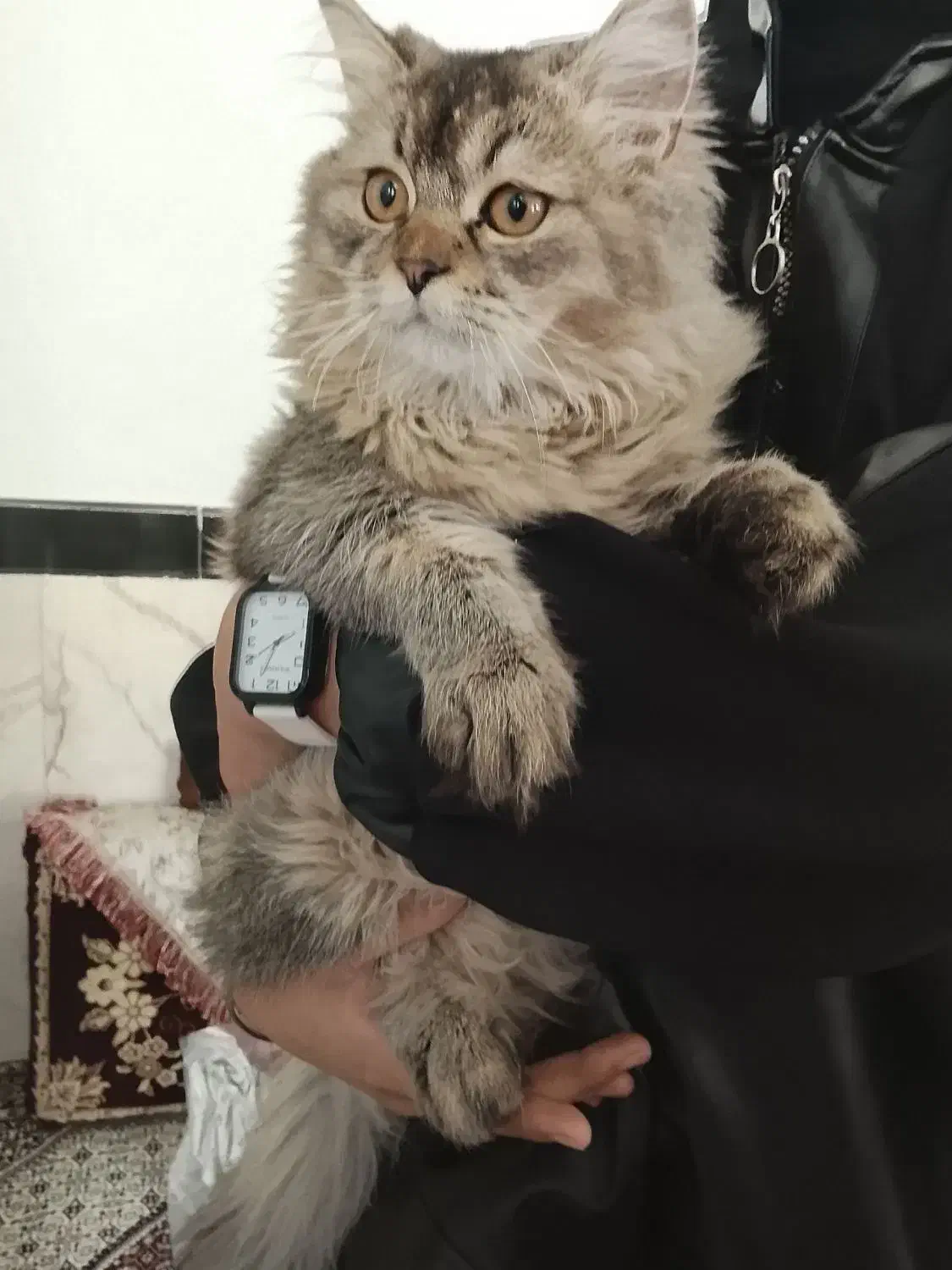 گربه اسکاتیش|گربه|سنندج, |دیوار