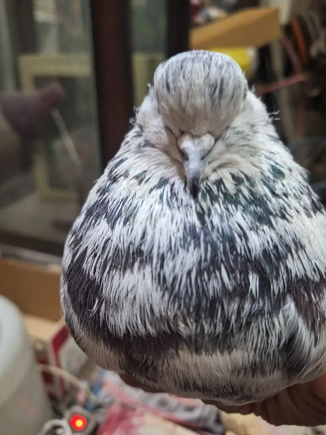 کبوترنرپلنگ جوان سالم کله لرزان|پرنده|اصفهان, جلالیه|دیوار