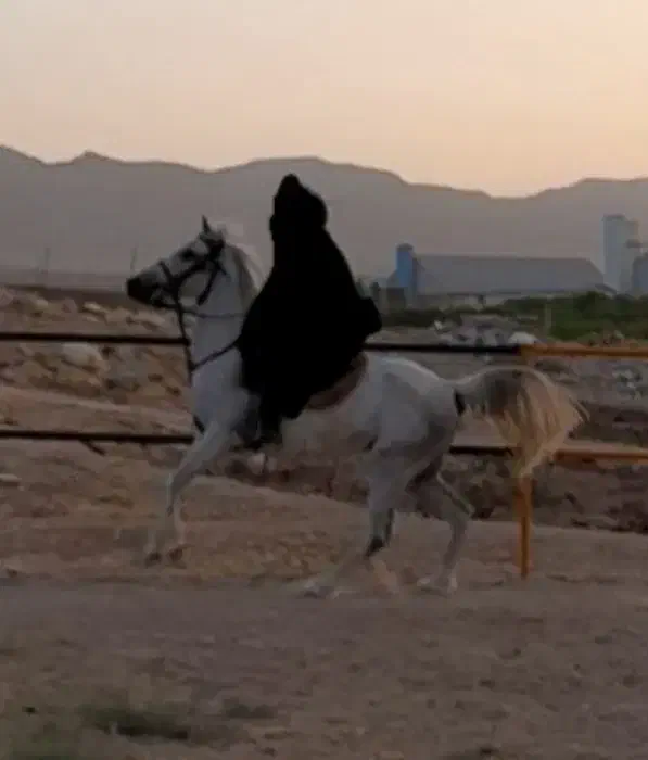 اسب مادیان|اسب و تجهیزات اسبسواری|اقلید, |دیوار