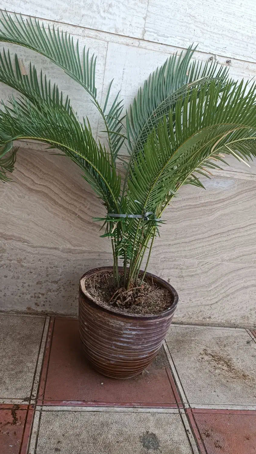 گل های زیبا|گل و گیاه طبیعی|شیراز, باغ تخت|دیوار