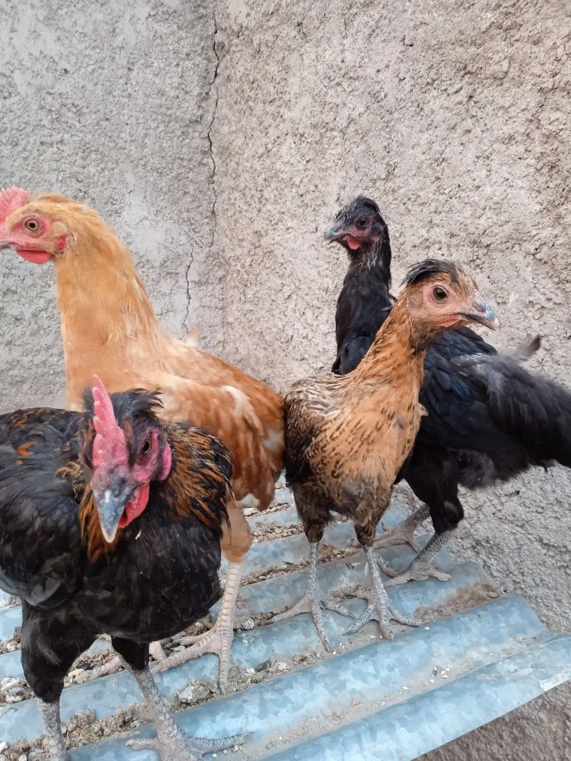 مرغ تخمگذار جوان و سالم  وخروس|حیوانات مزرعه|نوبران, |دیوار