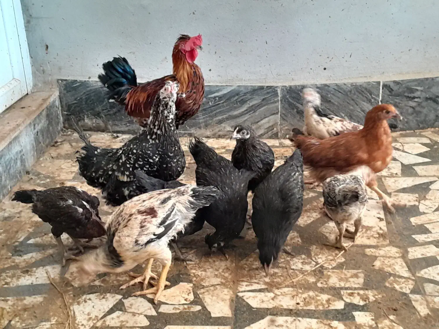 مرغ و خروس|حیوانات مزرعه|مرزیکلا, |دیوار