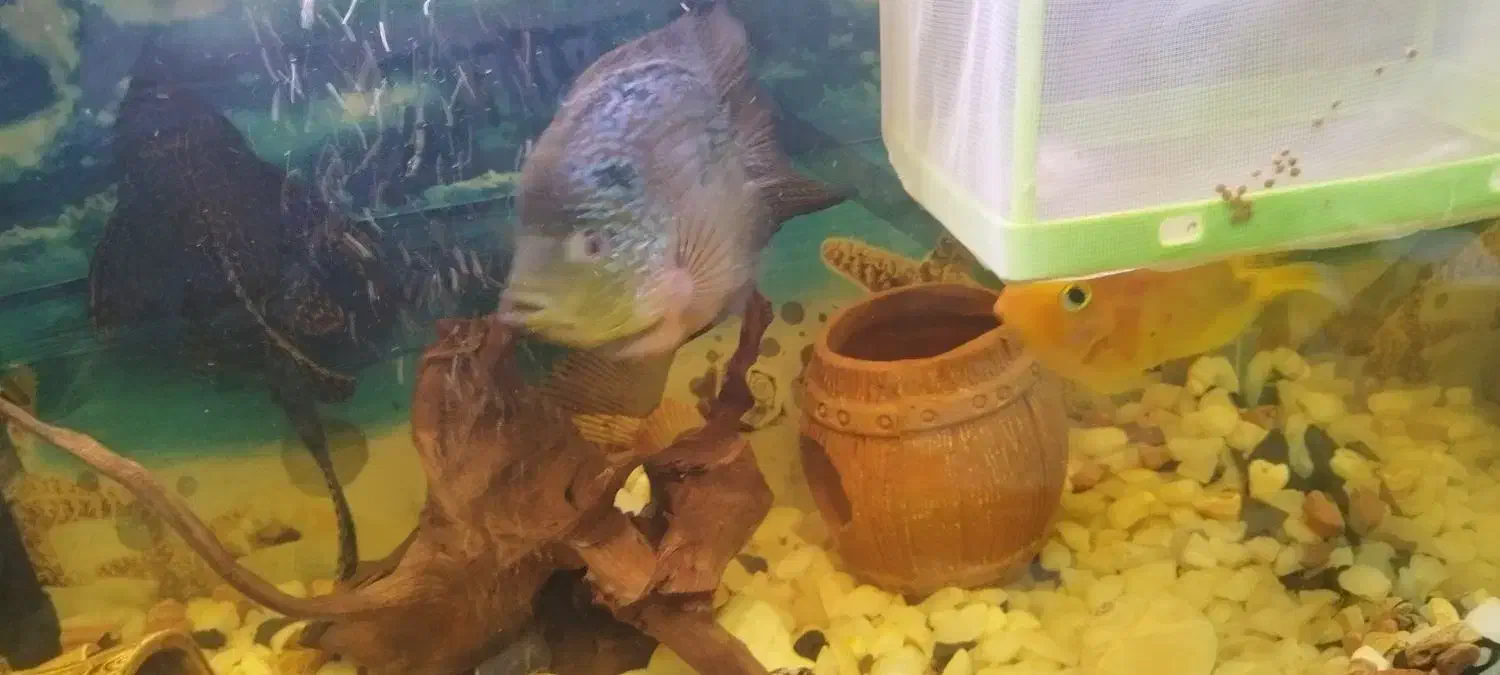 ماهی کت فیش اسپرت (لجن خوار) فلاور باکس و پرت مولد|ماهی|تهران, افسریه شمالی|دیوار