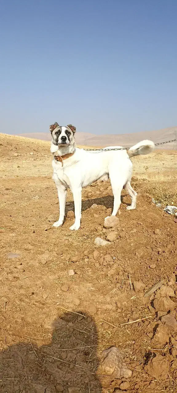 دو عدد سگ یک عدد شیتزو ماده و یک عدد سگ نگهبان نر|سگ|شاهین دژ, |دیوار