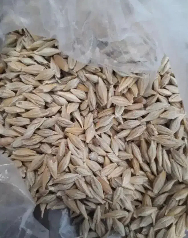 جو وارداتی دامی|عمده‌فروشی|شیروان (خراسان), |دیوار