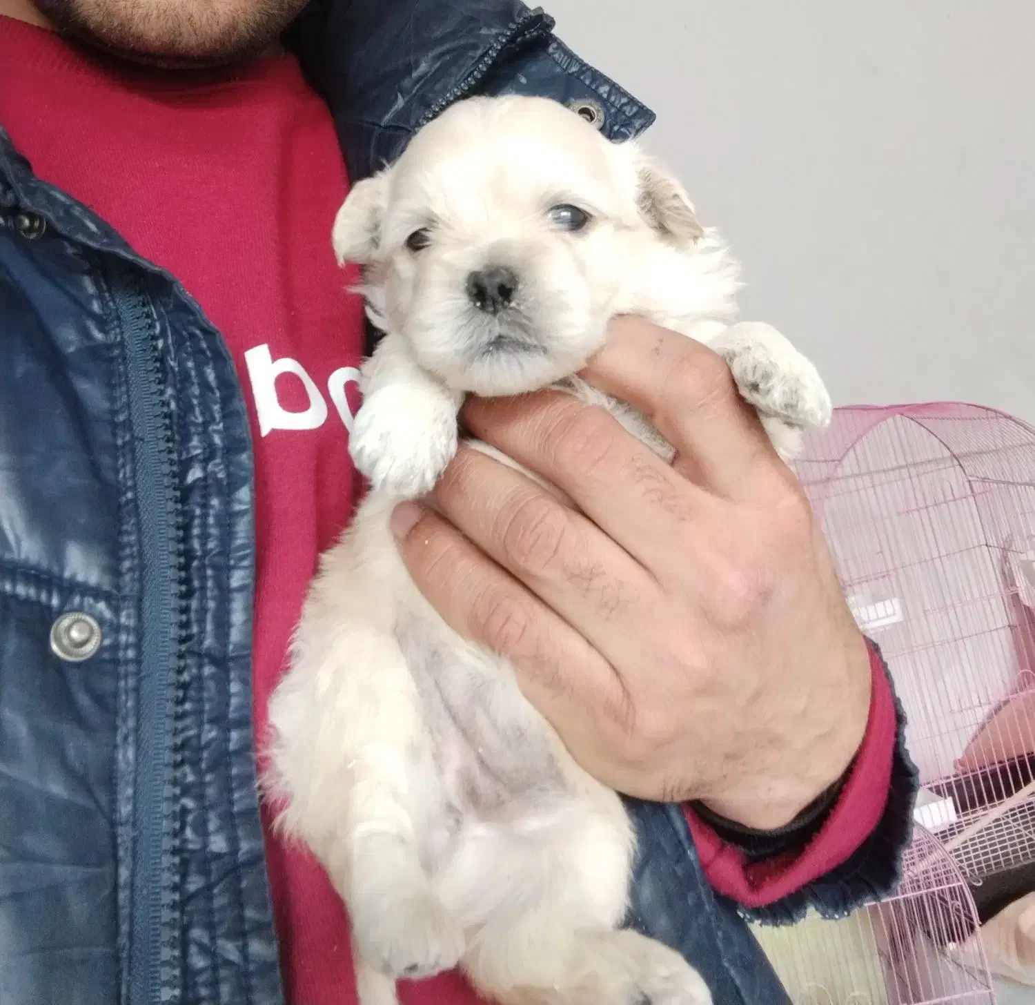 واگذاری توله سگ شیتزو پیکینیز|سگ|قائمشهر, |دیوار