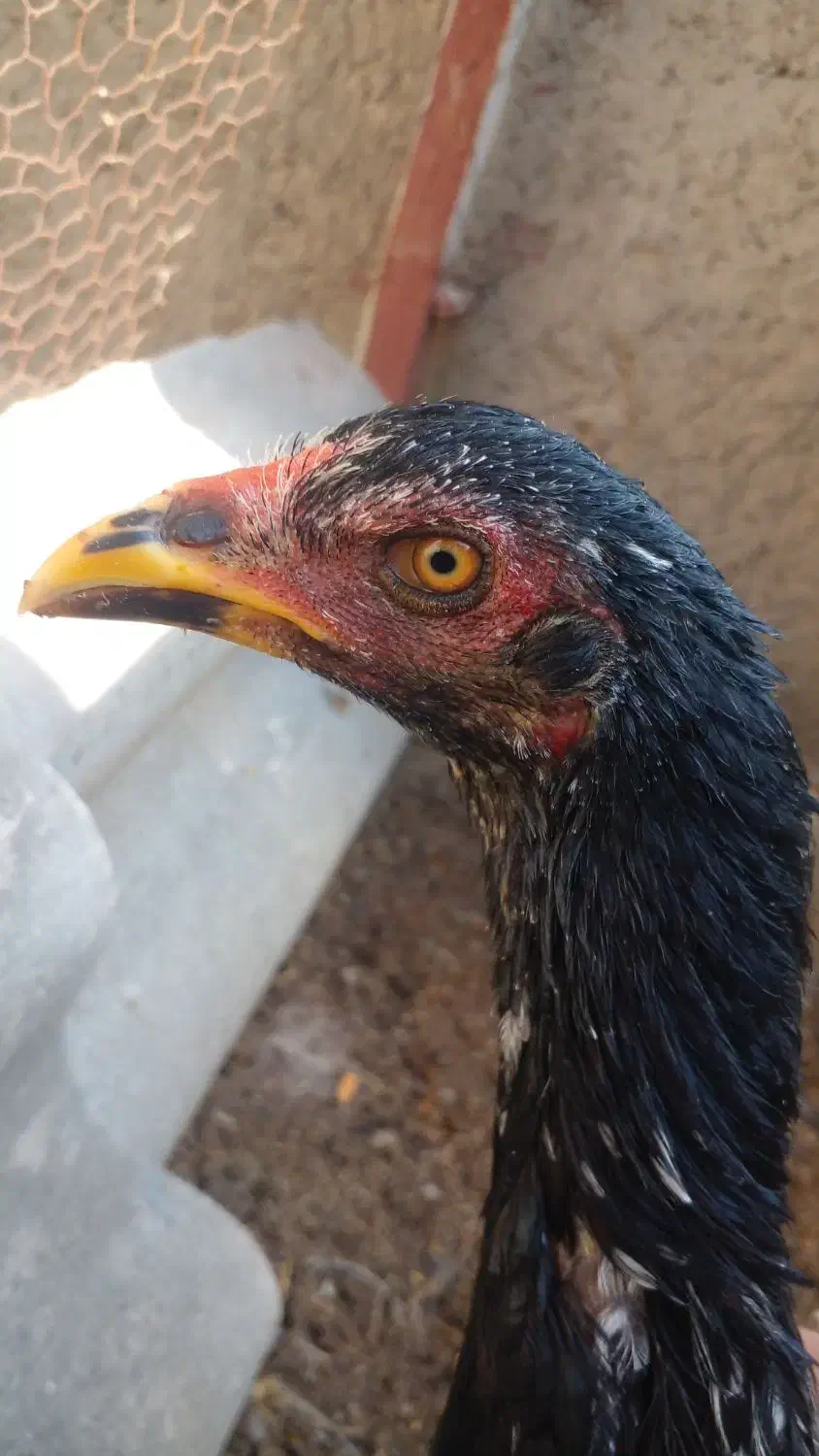 لاری|حیوانات مزرعه|برخوار, |دیوار