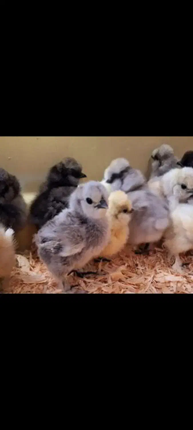 انواع جوجه|حیوانات مزرعه|کاشان, راوند|دیوار