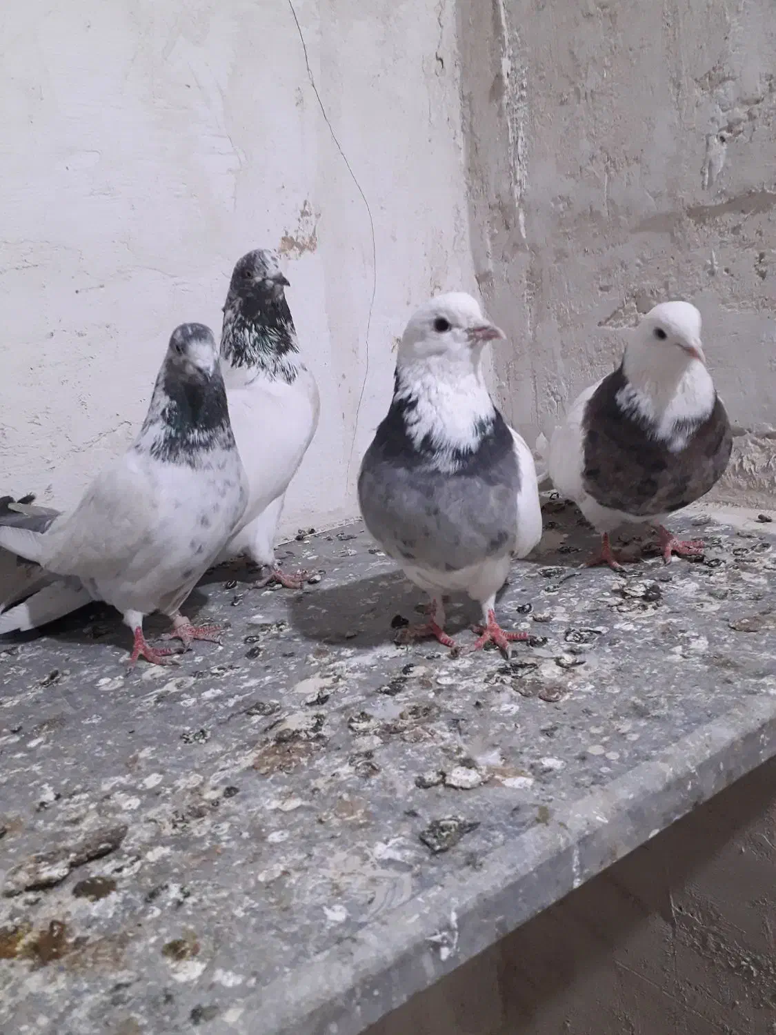 سلام درود بر شما عشق بازان ۴ عدد کبوتر ناب.|پرنده|کبودرآهنگ, |دیوار