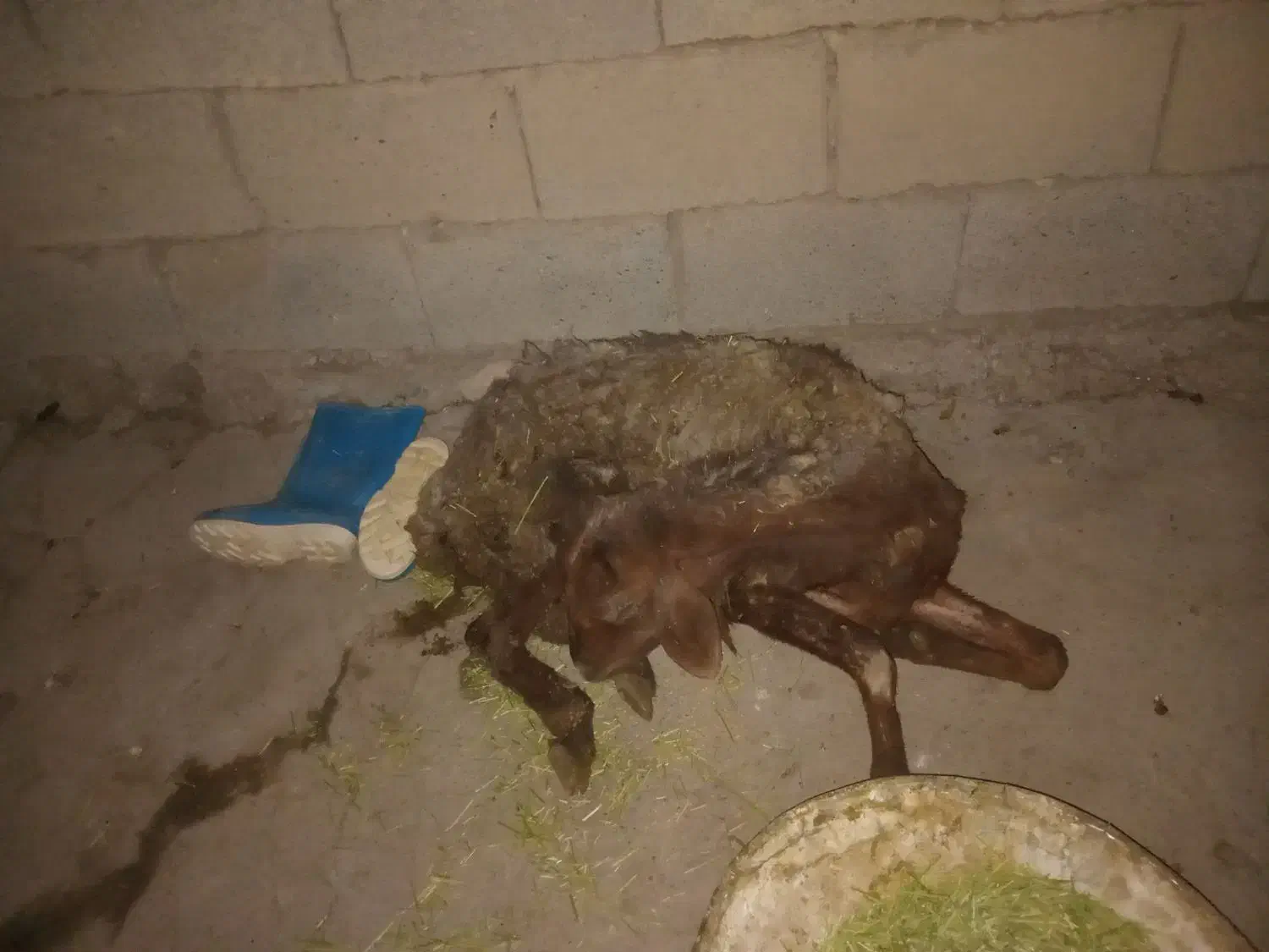 گوسفند|حیوانات مزرعه|زاغه, |دیوار