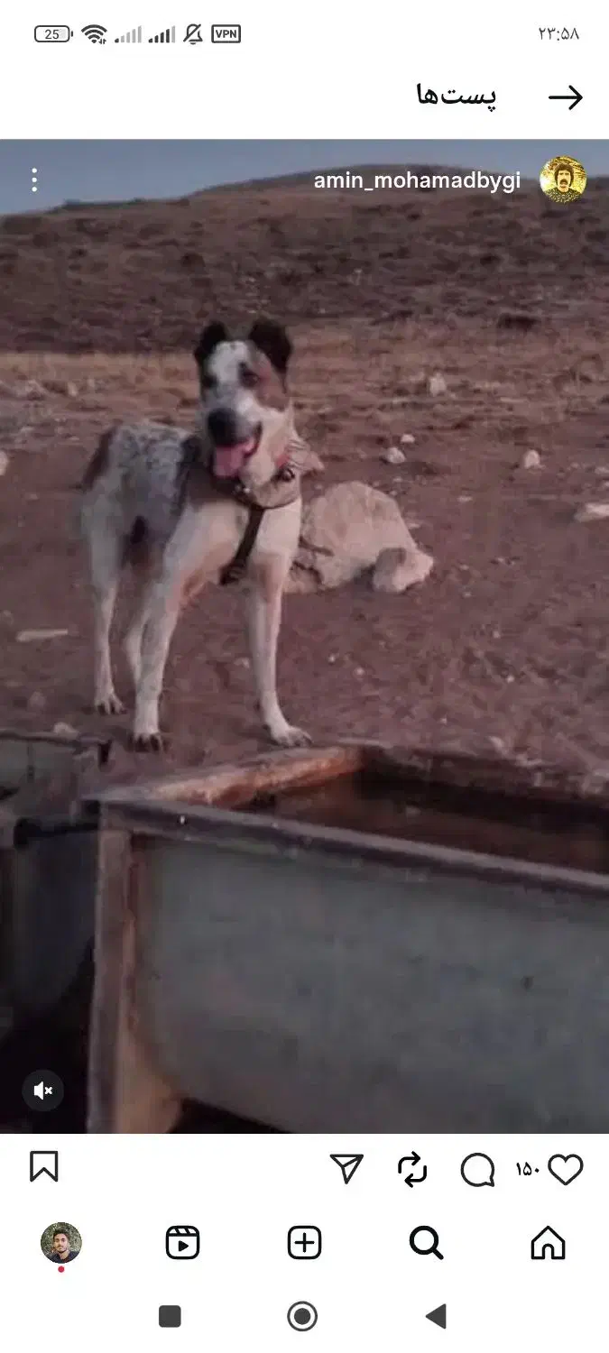 گم شده|سگ|قزوین, |دیوار