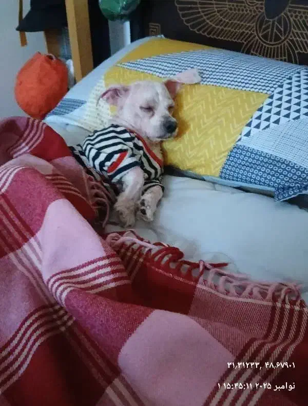 سگ شیتزو گم شده|سگ|اهواز, نادری|دیوار