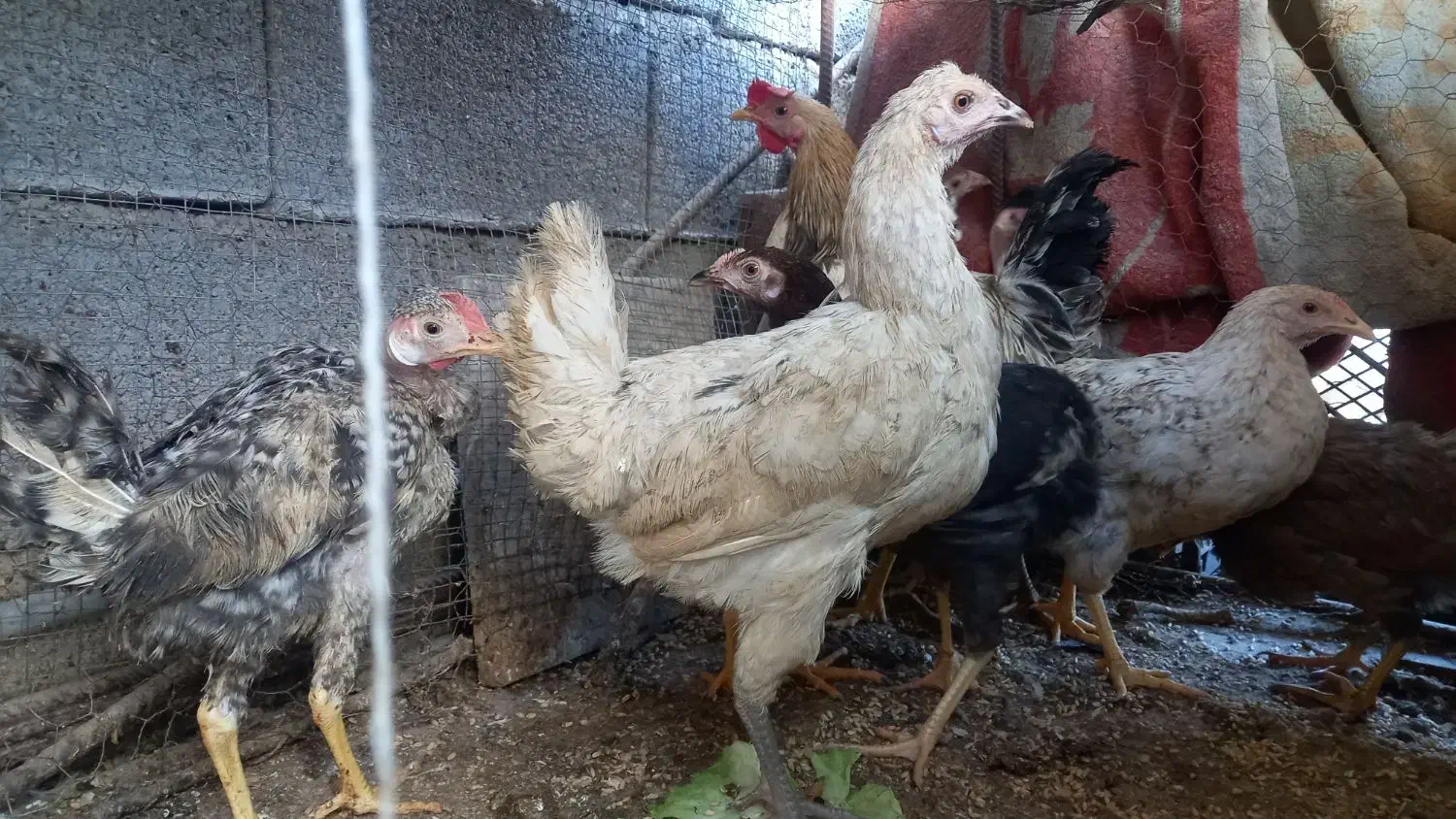 مرغ محلی|حیوانات مزرعه|کازرون, |دیوار