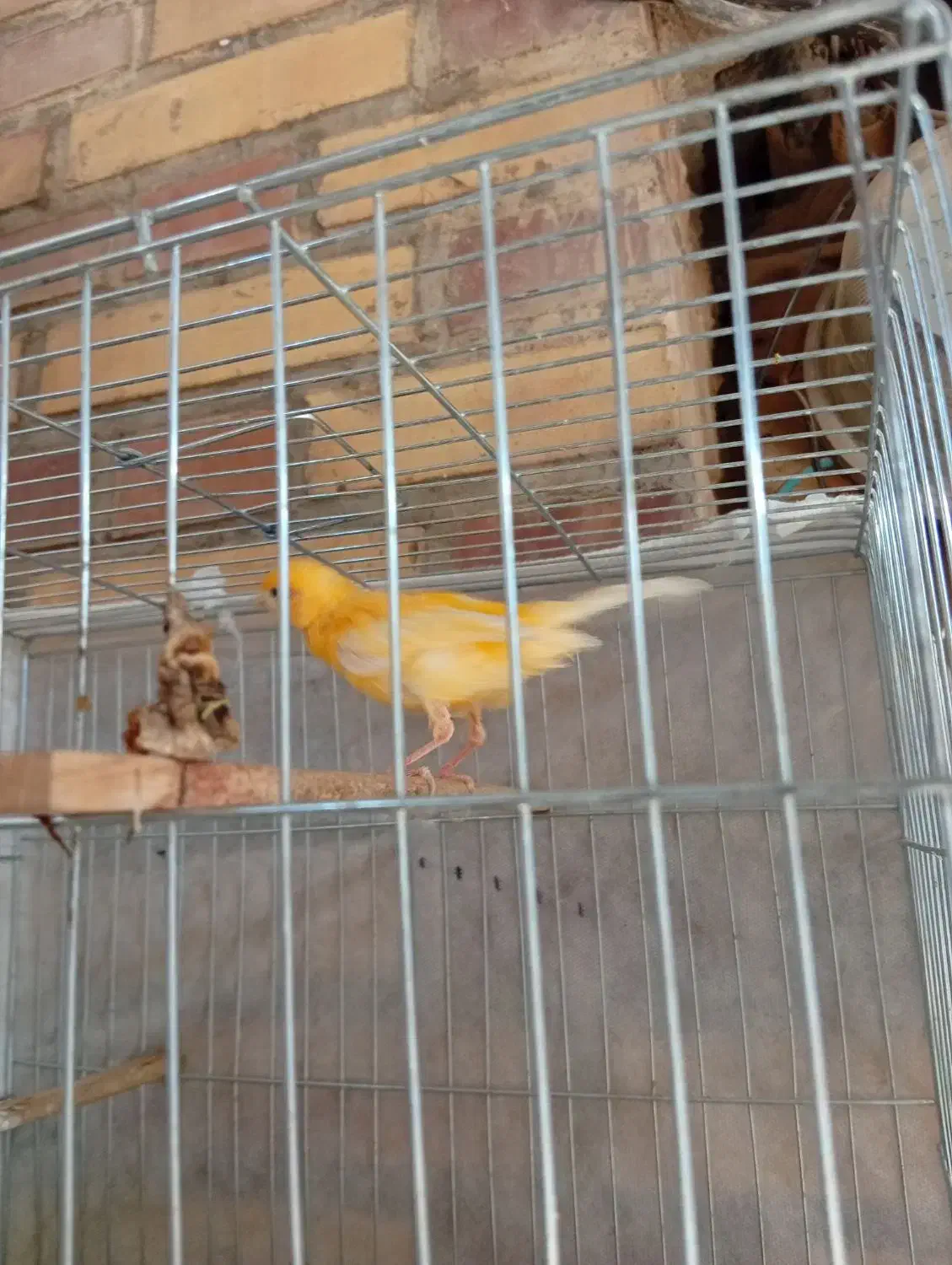 قناری نره|پرنده|شوشتر, |دیوار