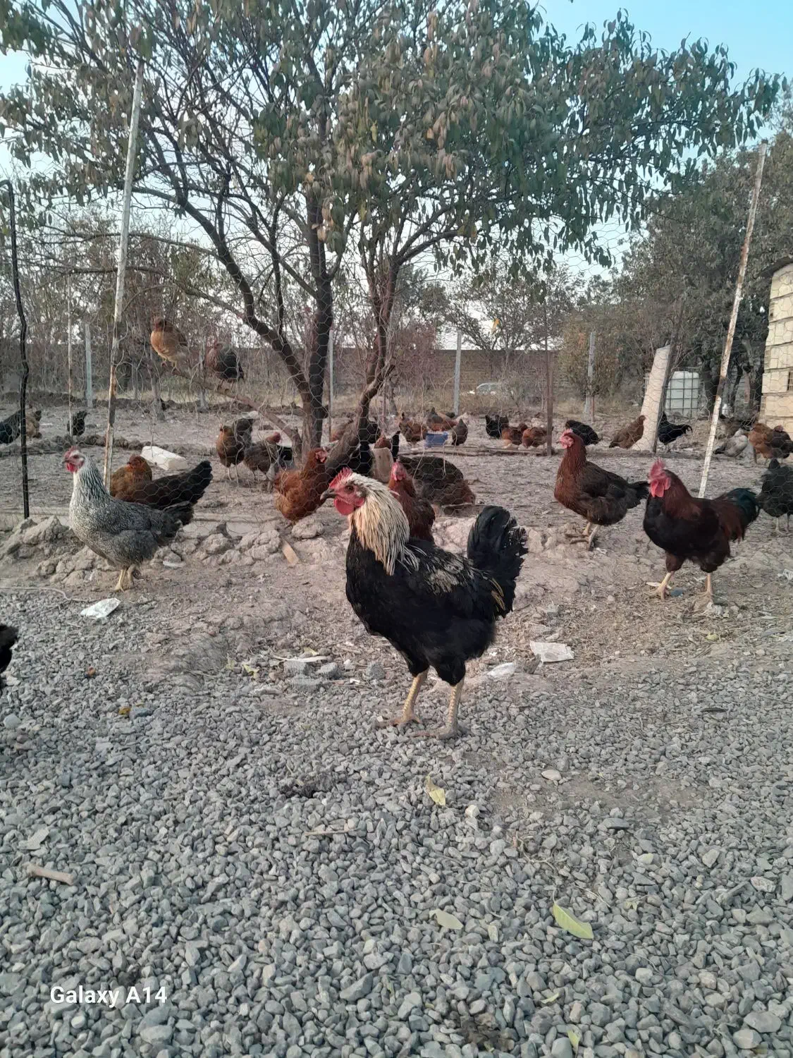 فروش مرع محلی با قیمت مناسب|حیوانات مزرعه|الوند, |دیوار