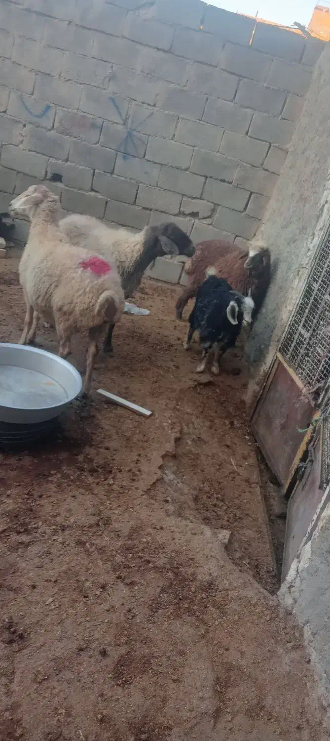 بزغاله بره میش کیلویی|حیوانات مزرعه|بجنورد, |دیوار