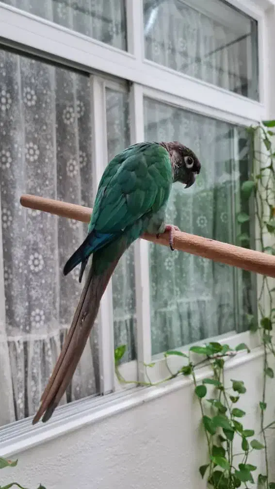 گرینچیک|پرنده|تهران, جنت‌آباد مرکزی|دیوار