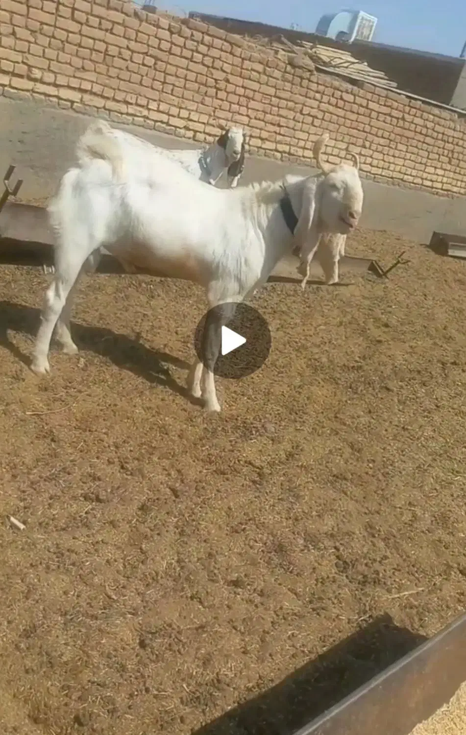 چبش بزغاله گلابی|حیوانات مزرعه|بردسکن, |دیوار