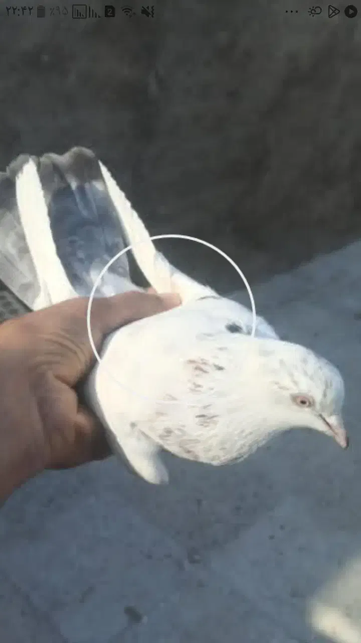 کبوتر|حیوانات|بروجرد, |دیوار