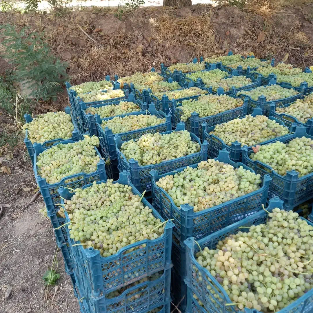 کشمش بیدانه و مویز|عمده‌فروشی|رشت, باهنر|دیوار