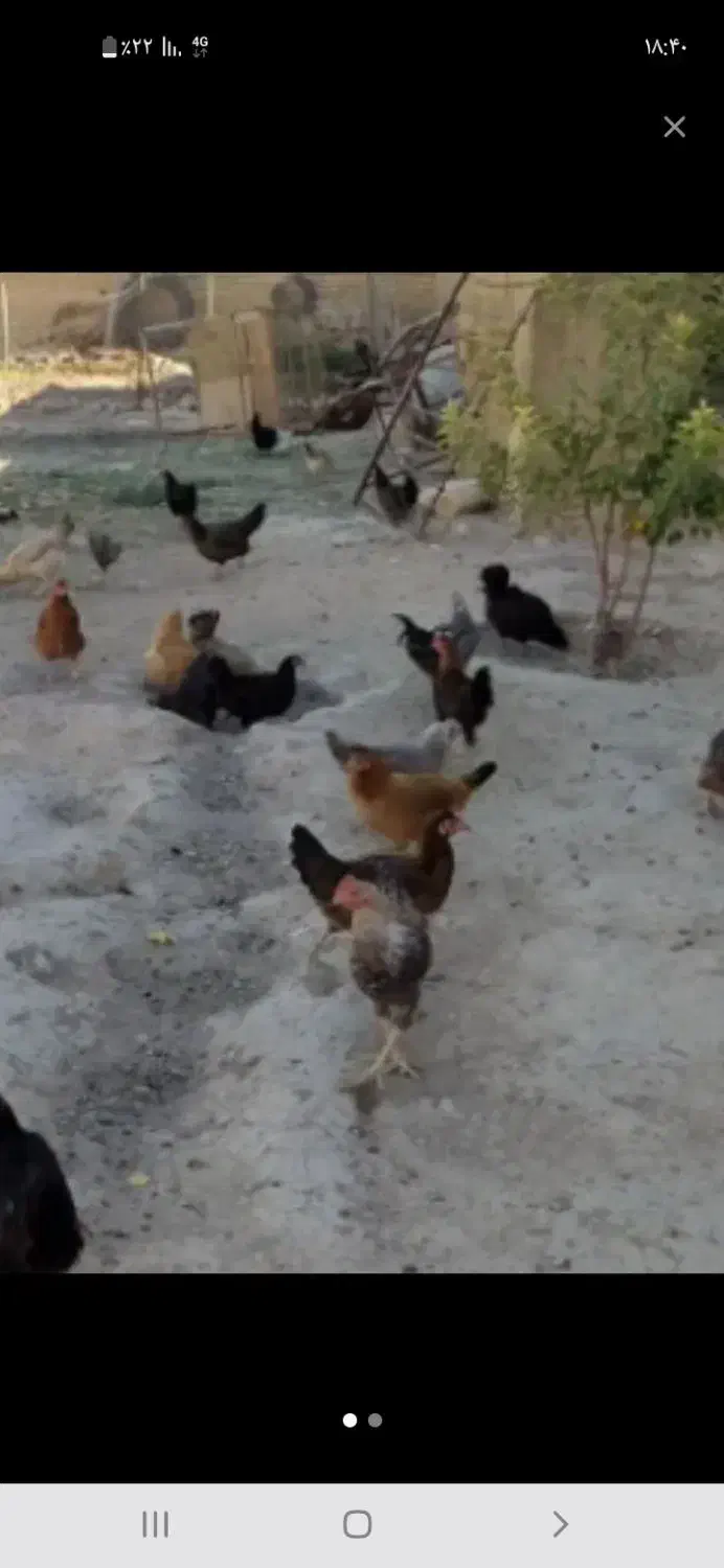 فروش مرغ محلی اصل کوار|حیوانات مزرعه|طسوج, |دیوار