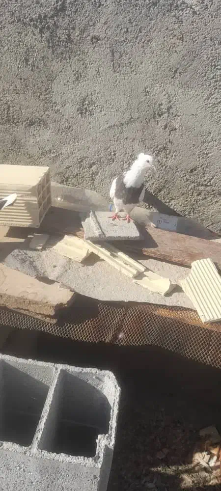 کبوتر توقی|پرنده|شادگان, |دیوار