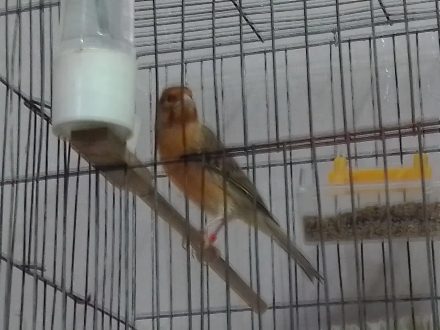 قناری سوخته|پرنده|تبریز, |دیوار