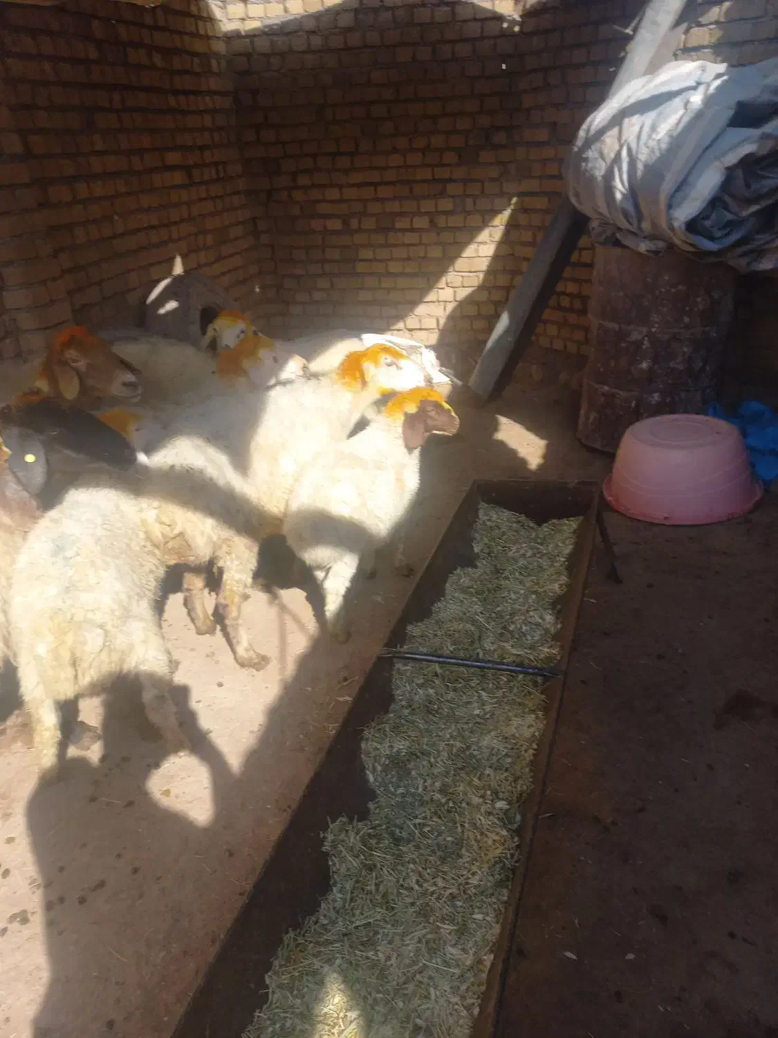 میش بره|حیوانات مزرعه|فیروزآباد (لرستان), |دیوار