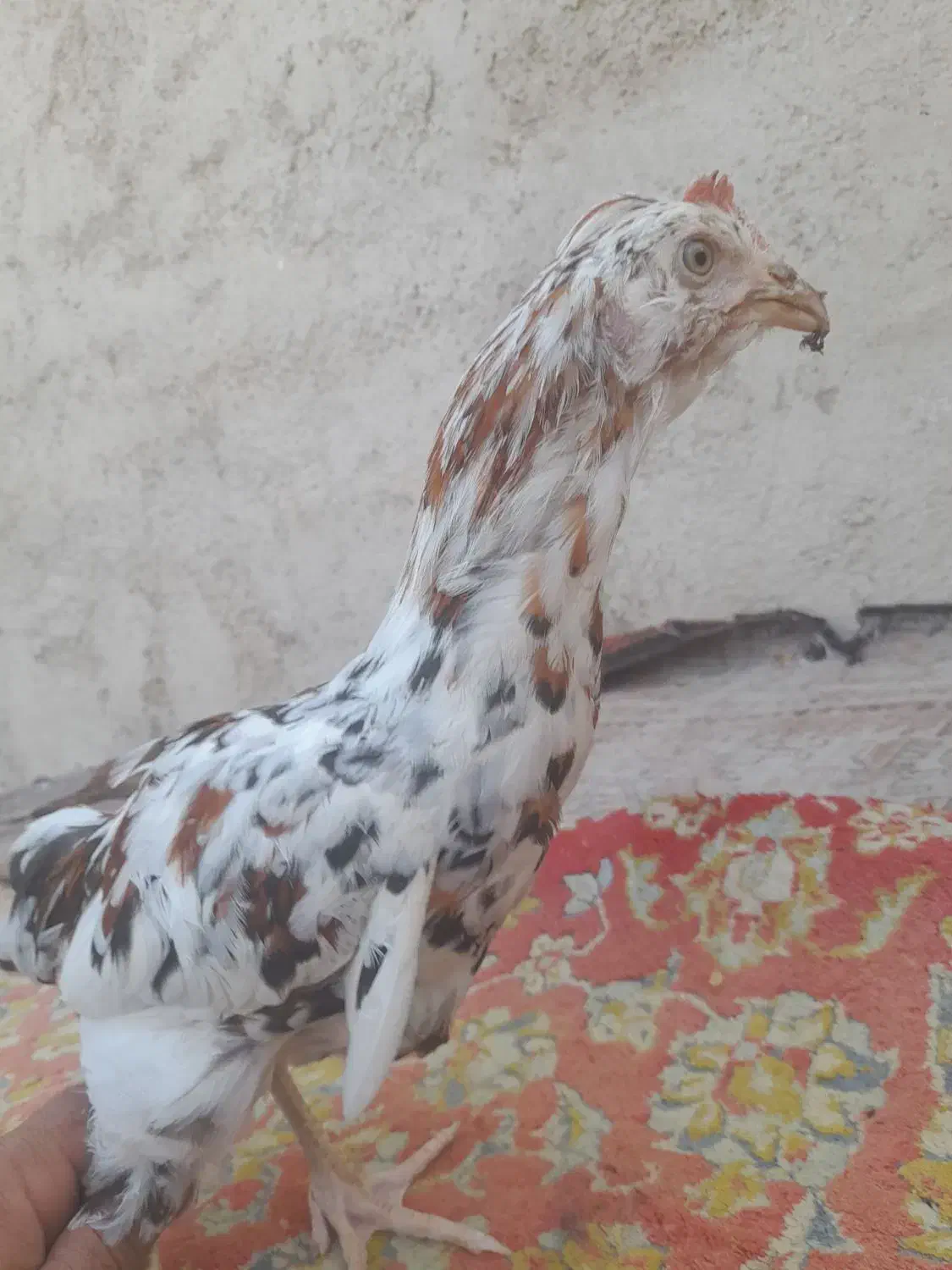 خروس گلین|حیوانات مزرعه|قرچک, زیبا شهر|دیوار