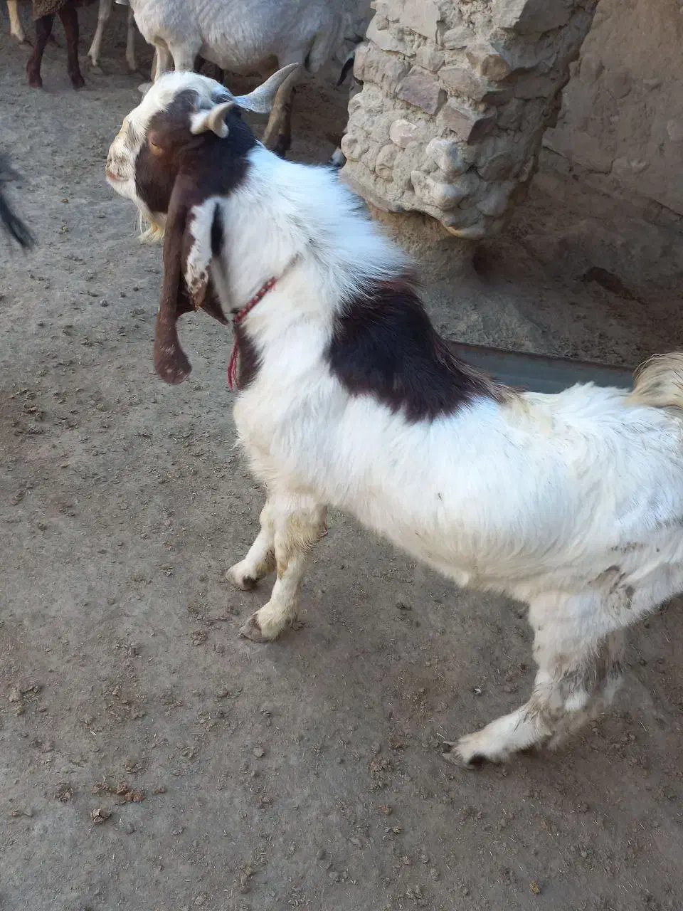 دوتا بزغاله نر جنس بالا|حیوانات مزرعه|مراوه, |دیوار