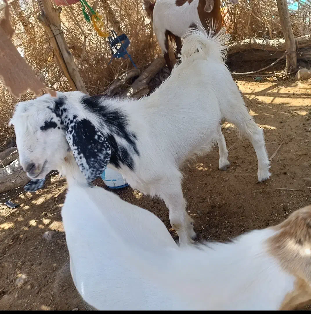 چپشت|حیوانات مزرعه|فاریاب, |دیوار