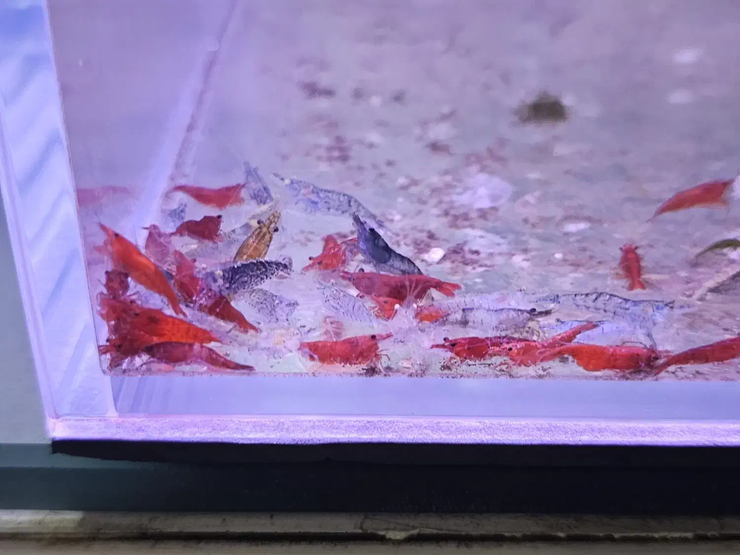 میگو ی آکواریم|ماهی|بابل, |دیوار