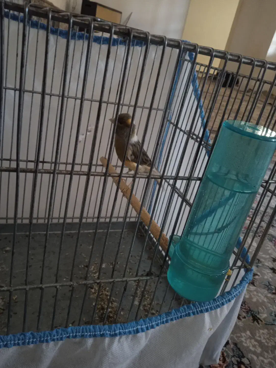 قناری شش دنگ مست|پرنده|مریوان, |دیوار