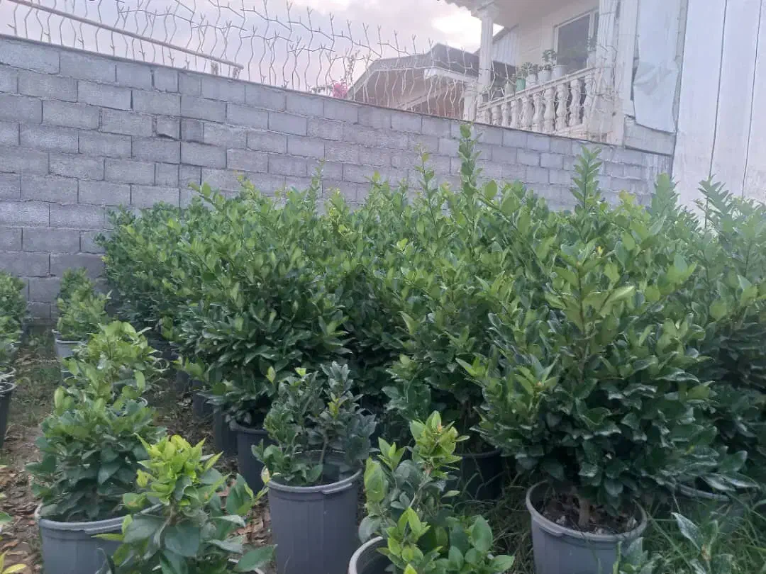 فروش گل و گیاه|گل و گیاه طبیعی|رودسر, |دیوار